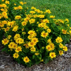 Tuscan Gold™ False Sunflower 8 Tuscan Gold™ False Sunflower -Plant Series Heliopsis Tuscan Gold 1 P
