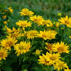 Tuscan Gold™ False Sunflower 10 Tuscan Gold™ False Sunflower -Plant Series Heliopsis Tuscan Gold 2 P