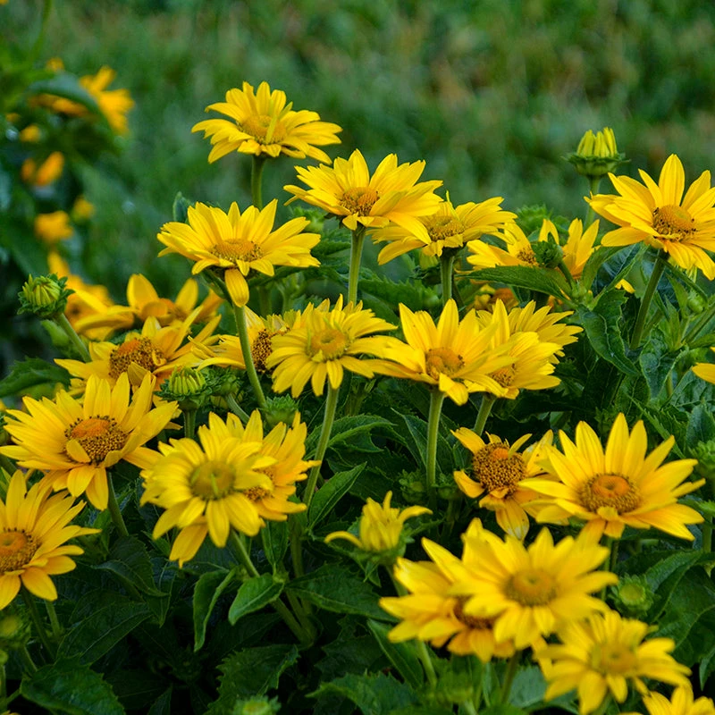 Tuscan Gold™ False Sunflower 6 Tuscan Gold™ False Sunflower - Image 4