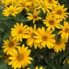 Tuscan Gold™ False Sunflower -Plant Series Heliopsis Tuscan Gold 3 P