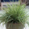 Hello Spring!™ Feather Reed Grass -Plant Series Hello spring feather reed grass