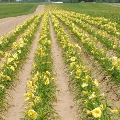 Rainbow Rhythm® 'Going Bananas' Daylily -Plant Series Hemerocallis Going Bananas 1 P