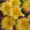 Rainbow Rhythm® 'Going Bananas' Daylily