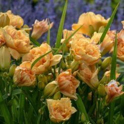 Rainbow Rhythm® 'Siloam Peony Display' Daylily -Plant Series Hemerocallis Siloam Peony Display 1 P