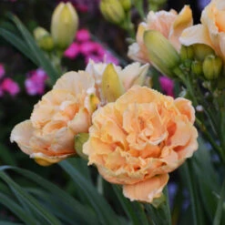 Rainbow Rhythm® 'Siloam Peony Display' Daylily -Plant Series Hemerocallis Siloam Peony Display 2 P