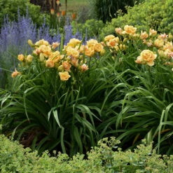 Rainbow Rhythm® 'Siloam Peony Display' Daylily -Plant Series Hemerocallis Siloam Peony Display 4 P