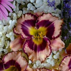 Rainbow Rhythm® 'Sound Of My Heart' Daylily -Plant Series Hemerocallis Sound of My Heart 1 P