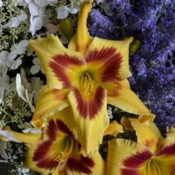 Rainbow Rhythm® 'Tiger Swirl' Daylily -Plant Series Hemerocallis Tiger Swirl 1 P sw