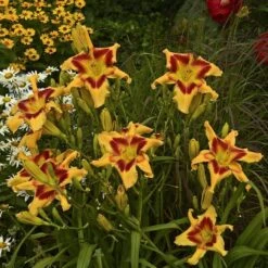 Rainbow Rhythm® 'Tiger Swirl' Daylily -Plant Series Hemerocallis Tiger Swirl 3 P sw