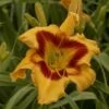 Rainbow Rhythm® 'Tiger Swirl' Daylily 2 Rainbow Rhythm® 'Tiger Swirl' Daylily -Plant Series Hemerocallis Tiger Swirl 4 P sw