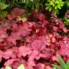 'Berry Smoothie' Coral Bells -Plant Series Heuchera Berry Smoothie 1