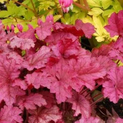 'Berry Smoothie' Coral Bells -Plant Series Heuchera Berry Smoothie 3