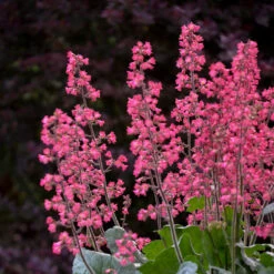 Dolce® 'Spearmint' Coral Bells -Plant Series Heuchera Dolce Spearmint 1 P