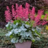 Dolce® 'Spearmint' Coral Bells 1 Dolce® 'Spearmint' Coral Bells -Plant Series Heuchera Dolce Spearmint 2 P