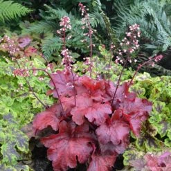 'Fire Alarm' Coral Bells 15 'Fire Alarm' Coral Bells -Plant Series Heuchera Fire Alarm 1 P 350cde67 c50e 4b90 ab98 8190365a9f1f sw