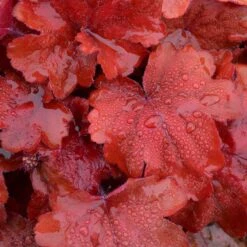 'Fire Alarm' Coral Bells 14 'Fire Alarm' Coral Bells -Plant Series Heuchera Fire Alarm 3 P sw