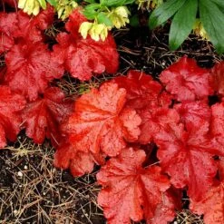 'Fire Alarm' Coral Bells 12 'Fire Alarm' Coral Bells -Plant Series Heuchera Fire Alarm 4 P sw