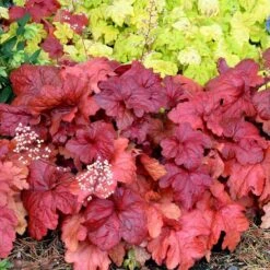'Fire Alarm' Coral Bells 13 'Fire Alarm' Coral Bells -Plant Series Heuchera Fire Alarm 6 P sw
