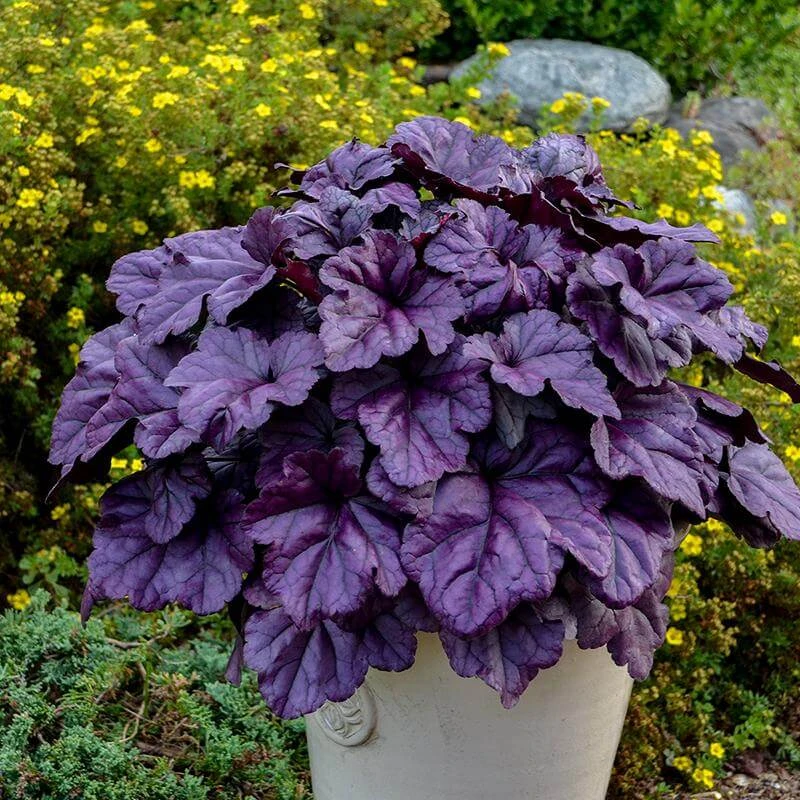Dolce® 'Wildberry' Coral Bells 4 Dolce® 'Wildberry' Coral Bells - Image 2
