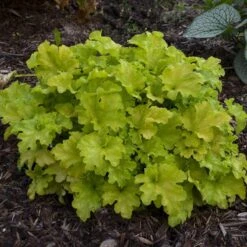 Dolce® 'Apple Twist' Coral Bells -Plant Series Heuchera Apple Twist 3 P sw