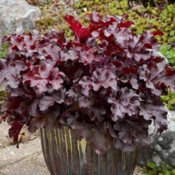 Dolce® 'Cherry Truffles' Coral Bells 10 Dolce® 'Cherry Truffles' Coral Bells -Plant Series Heuchera Cherry Truffles 2 P sw