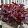 Dolce® 'Cherry Truffles' Coral Bells 2 Dolce® 'Cherry Truffles' Coral Bells -Plant Series Heuchera Cherry Truffles 3 P sw