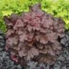 Primo® 'Mahogany Monster' Coral Bells -Plant Series Heuchera Mahogany Monster