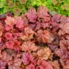 Primo® 'Peachberry Ice' Coral Bells 1 Primo® 'Peachberry Ice' Coral Bells -Plant Series Heuchera Peachberry Ice 1 P