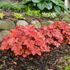 Primo® 'Peachberry Ice' Coral Bells 9 Primo® 'Peachberry Ice' Coral Bells -Plant Series Heuchera Peachberry Ice 3 P