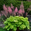Primo® 'Pretty Pistachio' Coral Bells -Plant Series Heuchera Pretty Pistachio 1 P