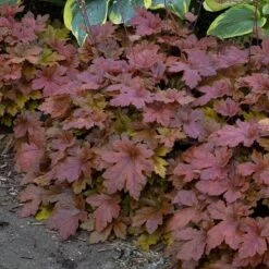 Fun And Games® 'Hopscotch' Foamy Bells -Plant Series Heucherella Hopscotch 3 P sw