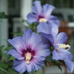 Azurri Blue Satin® Rose Of Sharon