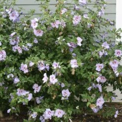 Azurri Blue Satin® Rose Of Sharon -Plant Series Hibiscus Azurri Blue Satin 3 P 0606f6d2 6998 4f8a 9b0b 871820dea8a7 sw