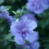 Blue Chiffon® Rose Of Sharon -Plant Series Hibiscus Blue Chiffon 1 P fc30eb0e cbc8 4236 b496 2223ee7cebe9 sw