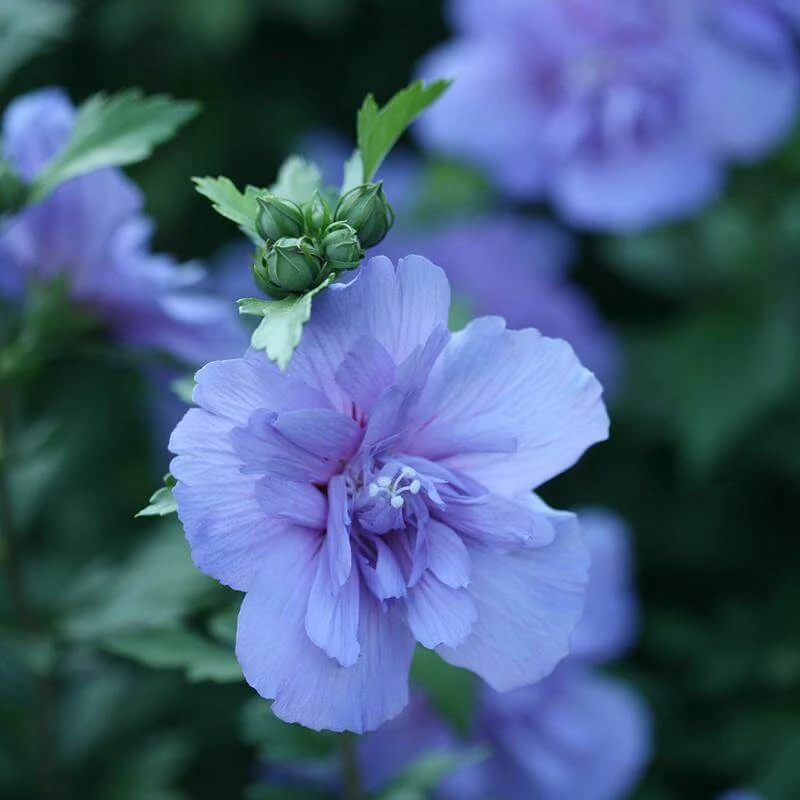 Blue Chiffon® Rose Of Sharon 3 Blue Chiffon® Rose Of Sharon