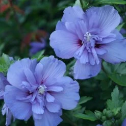 Blue Chiffon® Rose Of Sharon 10 Blue Chiffon® Rose Of Sharon -Plant Series Hibiscus Blue Chiffon 3 P 1894c01e 5a60 49a2 9add a39d29ea2741 sw