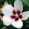 Lil' Kim® Rose Of Sharon -Plant Series Hibiscus Lil Kim 1