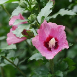 Lil' Kim® Red Rose Of Sharon -Plant Series Hibiscus Lil Kim Red 1