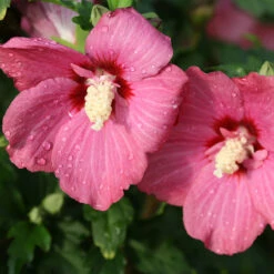 Lil' KimĀ® Red Rose Of Sharon