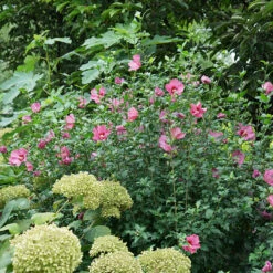 Lil' Kim® Red Rose Of Sharon -Plant Series Hibiscus Lil Kim Red 4