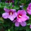 Lil' Kim® Violet Rose Of Sharon 1 Lil' Kim® Violet Rose Of Sharon -Plant Series Hibiscus Lil Kim Violet 1