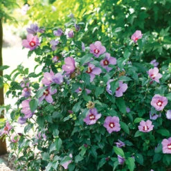 Lil' Kim® Violet Rose Of Sharon -Plant Series Hibiscus Lil Kim Violet 2