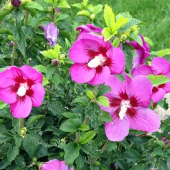Lil' Kim® Violet Rose Of Sharon -Plant Series Hibiscus Lil Kim Violet 4
