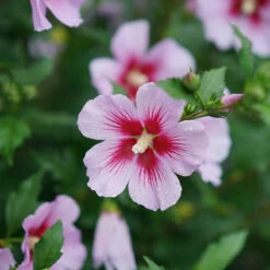Orchid Satin® Rose Of Sharon -Plant Series Hibiscus Orchid Satin 3