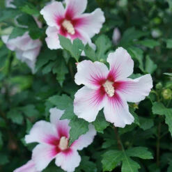 Paraplu Pink Ink® Rose Of Sharon -Plant Series Hibiscus Paraplu Pink Ink 2