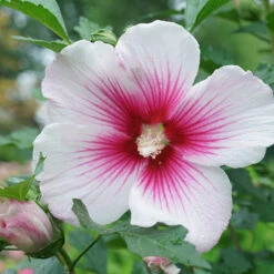 Paraplu Pink Ink® Rose Of Sharon -Plant Series Hibiscus Paraplu Pink Ink 4