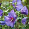 Paraplu Violet® Rose Of Sharon -Plant Series Hibiscus Paraplu Violet 1