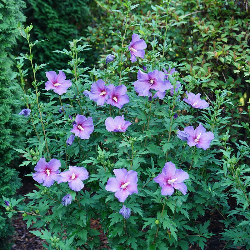 Paraplu Violet® Rose Of Sharon 4 Paraplu Violet® Rose Of Sharon - Image 2