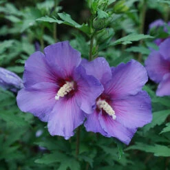 Paraplu Violet® Rose Of Sharon 8 Paraplu Violet® Rose Of Sharon -Plant Series Hibiscus Paraplu Violet 3
