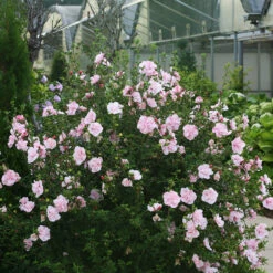 Pink Chiffon® Rose Of Sharon 10 Pink Chiffon® Rose Of Sharon -Plant Series Hibiscus Pink Chiffon 2 P